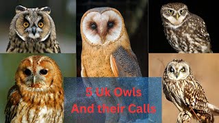 The Big Five Uk Owls  And How to Recognise their Various Calls [upl. by Ojoj]