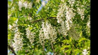 Robinia pseudoacacia [upl. by Filberto270]