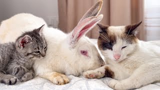 Cute Rabbit made friends with Cats [upl. by Apollus]