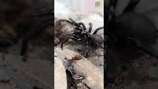 FunnelWeb Spider Feeding Time [upl. by Wunder]