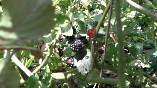 Florida Food Forest Garden  Permaculture [upl. by Rap854]