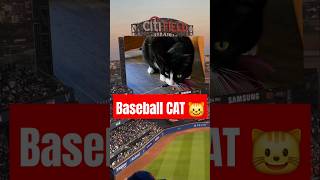 We took my cat took a baseball game shorts [upl. by Feigin]