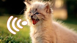 Meow Meow Baby Crying  Kitten Calling For Mom Sounds  Kittens Meowing [upl. by Aivital936]