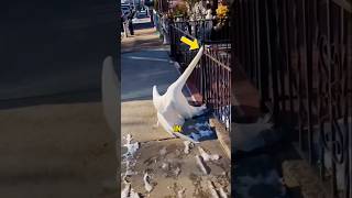 Man Saves Goose from Peril😱 shortvideo [upl. by Jensen]