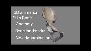 Hip bone 3d anatomy Side determination Osteology external feature landmarks demonstration [upl. by Arimak]