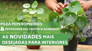 PILEA PEPEROMIOIDE E PEPEROMIA POLYBOTRYA RAINDROP  CONHEÇA AS NOVIDADES  MURILO SOARES [upl. by Ihcur]