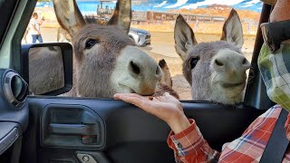 Beatty NV Donkeys amp Visiting Titus Canyon [upl. by Artenehs547]