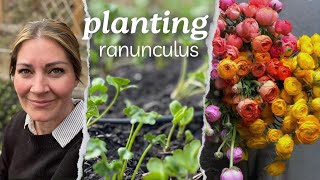 Planting Out Prestarted Ranunculus [upl. by Nohsauq]