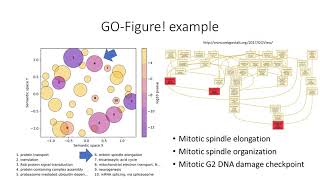 Summary Visualizations of Gene Ontology Terms  Maarten Reijnders  BOSC  Talk  ISMBECCB 2021 [upl. by Sekofski]