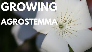 How to GrowPlant Agrostemma Corn Cockle Growing Flowers from Seed Cut Flower Farm Gardening [upl. by Sherris]