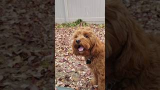 It is finally fall 😌 cookie playing in leaves [upl. by Sicnarf417]