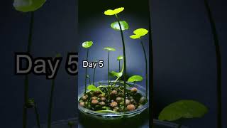 Aquatic Plant Timelapse  16 Days to Flower [upl. by Reis]