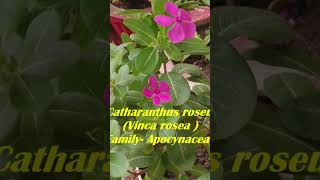 Vinca Periwinkle Medicinal Uses  Sadabahar Health Benefits सदाबहार के फायदे medicinalplants [upl. by Mahmoud369]