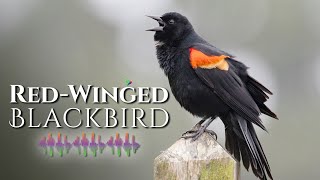 RedWinged Blackbird Call  Listen to Melodious Tunes [upl. by Lednahc]