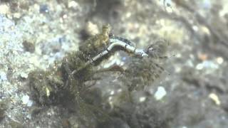 Ribbon worm attacking a feather duster worm P8044672 [upl. by Oinesra895]