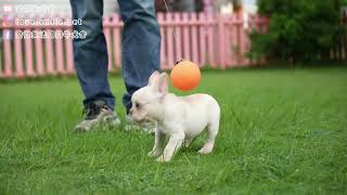 【愛微笑法國鬥牛犬舍】20241030拍攝法國鬥牛犬French Bulldog奶油母幼犬 [upl. by Nuawed396]