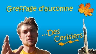 Comment récupérer une greffe ratée  je greffe à nouveau mes gros cerisiers Gisela 6 [upl. by Callery]