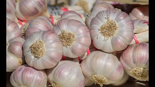 How to Use Garlic as a Natural Remedy [upl. by Asenav948]