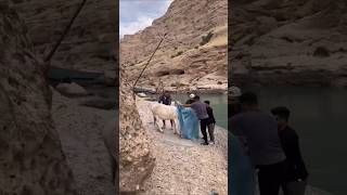 Hungry donkey rescue on island 😳😱 travel river amazing shortsvideo shorts shortsreels [upl. by Leicester]