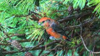 Parrot Crossbill in Essex [upl. by Ynnek]