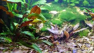 Xiphophorus Maculatus San Filipe Yucatan and Corydoras knaacki and Sewellia lineolata [upl. by Wernda5]