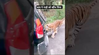 Pahadi Tiger N Gadi Ko Hila Diya  Road Bahut Khatarnaak  Baagh Dikha Aaj  Pahadi Hills [upl. by Aicilas]