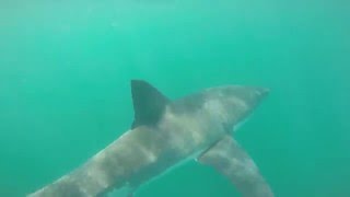 Yorke Peninsula Great White Shark Circling a 4m Tinny [upl. by Letreece]