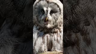 GREAT GREY OWL MAKING SOUNDS [upl. by Kalvn257]