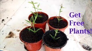 How to Take Verbena Cuttings [upl. by Eilyah969]