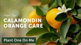 CALAMONDIN ORANGE Care — Ep 331 [upl. by Carly]