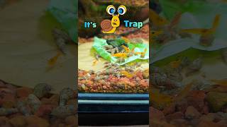 Snail trap 😱  Aquarium snail trap  Fish tank snail trap 🐌snails trending petlover shorts [upl. by Kannan]