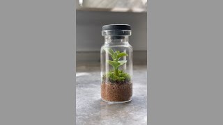 Making min simple terrarium for beginners [upl. by Slaughter]