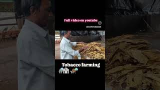 Tobacco farming process nimmadost Tobacco [upl. by Browne]