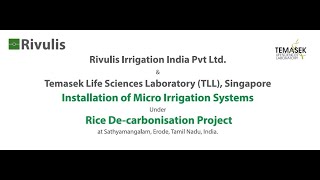 Rivulis Drip Irrigation for Rice  English [upl. by Hsemin]