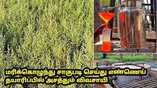 தவனம் விவசாயம் செய்து எண்ணெய் தயாரிப்பில் அதிக லாபம்  davanam cultivation in tamil  marikolunthu [upl. by Magdaia]