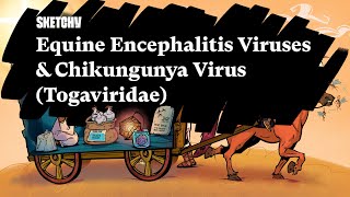 Equine Encephalitis Viruses amp Chikungunya Virus Togaviridae  Part 1  Sketchy Medical [upl. by Inad]