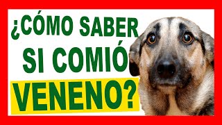 Tipos Comunes de Intoxicación en Perros y Gatos [upl. by Ilujna]