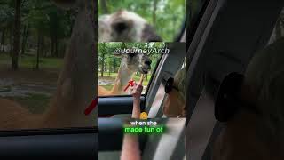 Llama gets Revenge on Grandma [upl. by Guillermo]