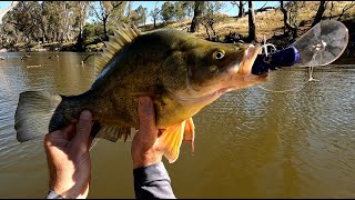 Loddon River Yellas and Murray Cod [upl. by Grochow]