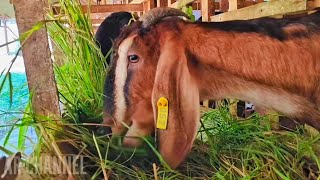 Its beautiful with our cute farm goats [upl. by Volnay]