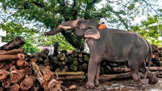 quotനിന്റെയീ കുഴിയാനയെ കണ്ടിട്ടല്ല ഞാൻ തടിക്കച്ചവടം നടത്തുന്നത്quot  Malayalam Movie Scene [upl. by Kellene77]