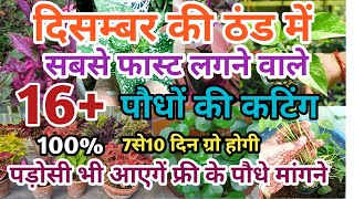 पड़ोसी भी आएंगे पौधे मांगनेDec की ठंड में फास्ट लग जाएगी 16पौधो की कटिंगplants grow by cutting [upl. by Maloney41]