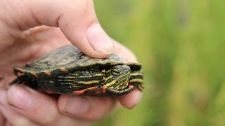 Baby Painted Turtle [upl. by Benioff184]