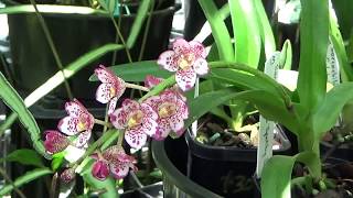 САРКОХИЛУС SARCOCHILUS МОЯ МИНИ КОЛЛЕКЦИЯ МИНИ ОРХИДЕЙ SARCOCHILUS [upl. by Anerahs]