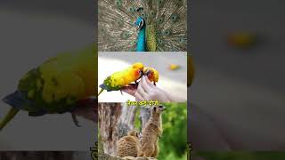 Social contribution by Anant Dada anantdadadt shorts viral vantara saveanimals [upl. by Rtoip]