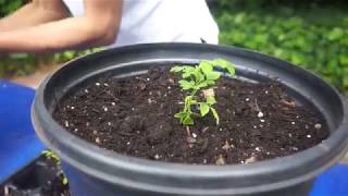 How and When to Transplant a SaplingSeedling [upl. by Lobel117]