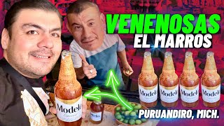 VENENOSAS el MARROS  viral en TikTok así se preparan Puruandiro Mich 🤙🍺 [upl. by Aiuqat842]