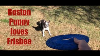 Boston Terrier puppy goes CRAZY for a frisbee [upl. by Ibot]