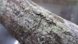 Florida Bark Mantis  Gonatista grisea  Camouflage [upl. by Decato]