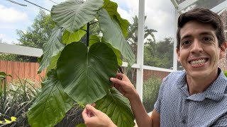 Ficus umbellata care Huge thin heart shaped leaves [upl. by Morel]